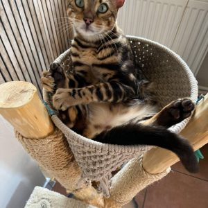 Legowisko na drapak dla kota